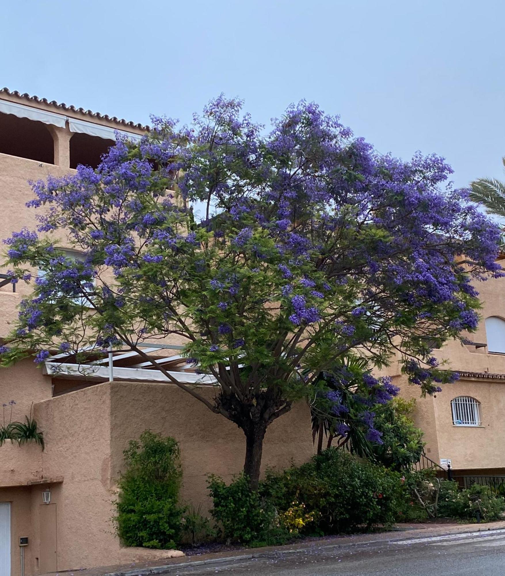 Hacienda El Palmeral Puerto Banus